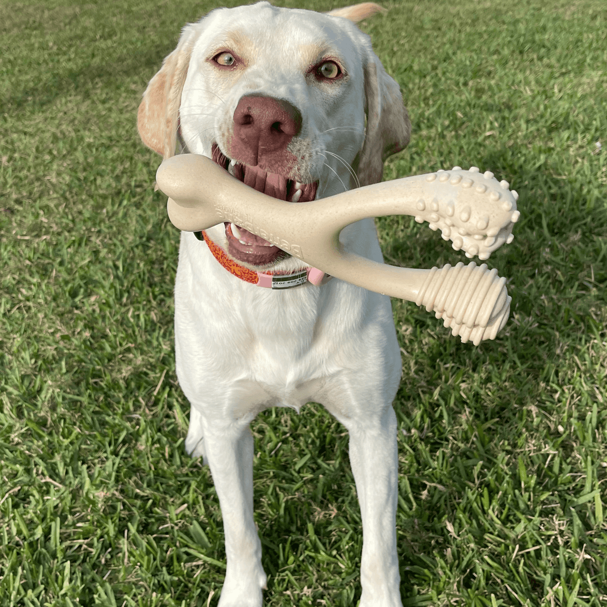 BetterBone CLASSIC | All Natural, Food-Grade, Eco-Friendly Softer Than Nylon Chew Toy by The Better Bone Natural Dog Bone - Vysn