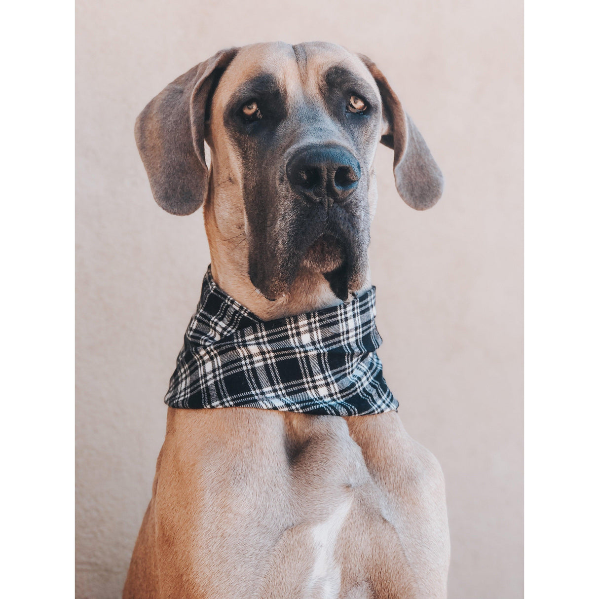 Blackberry Dog Scarf by Dope Dog Co - Vysn