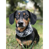 Blackberry Dog Scarf by Dope Dog Co - Vysn