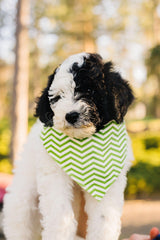 Lime Green Chevron Reversible Dog Bandana by Uptown Pups - Vysn