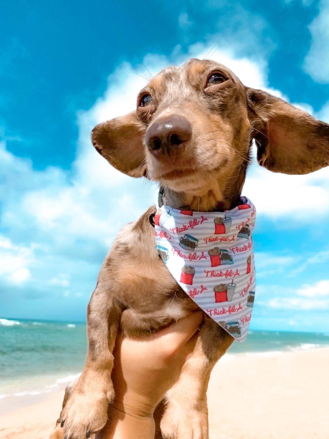 Nuggets and Fries Bandana by Dope Dog Co - Vysn