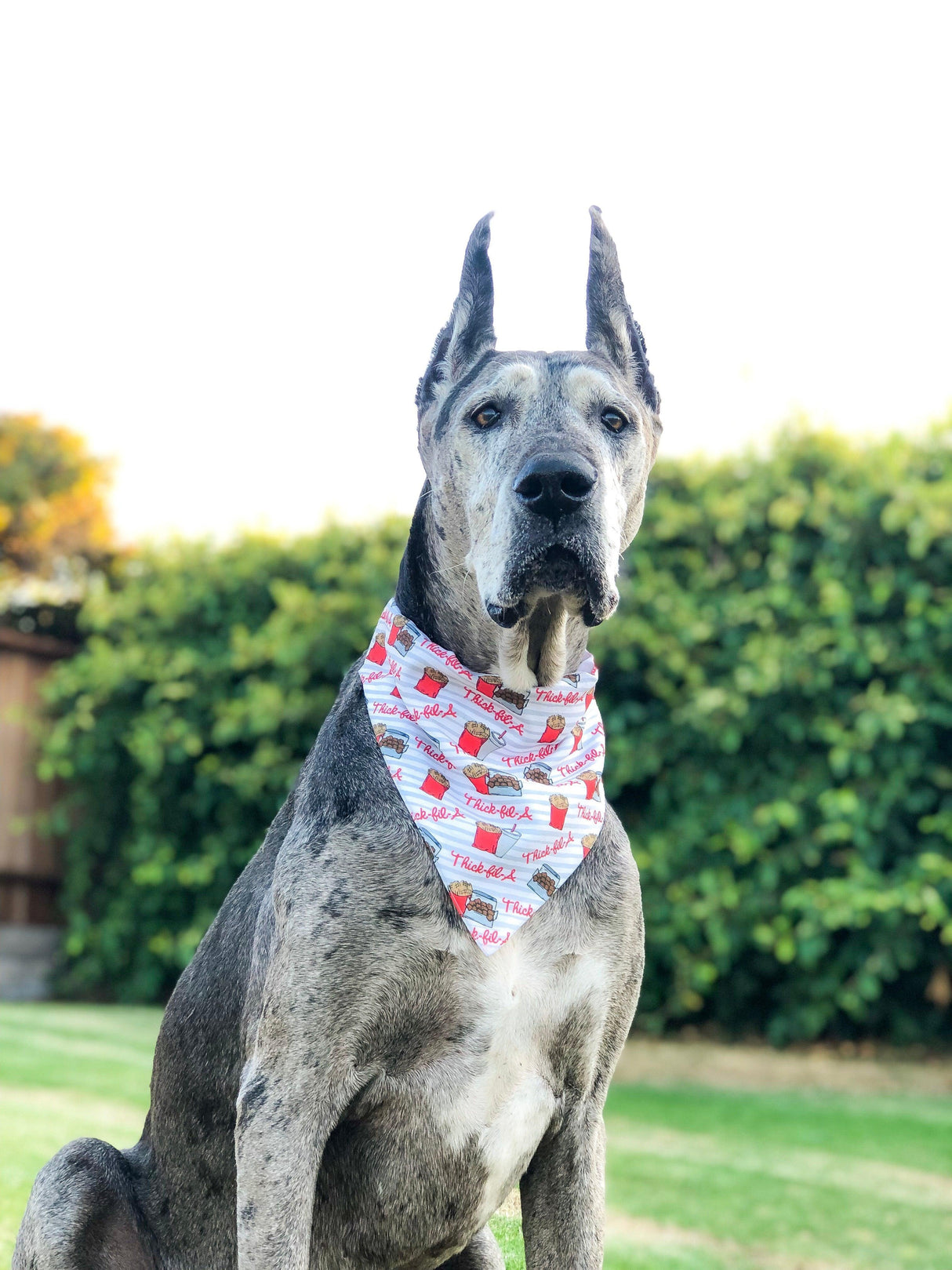 Nuggets and Fries Bandana by Dope Dog Co - Vysn