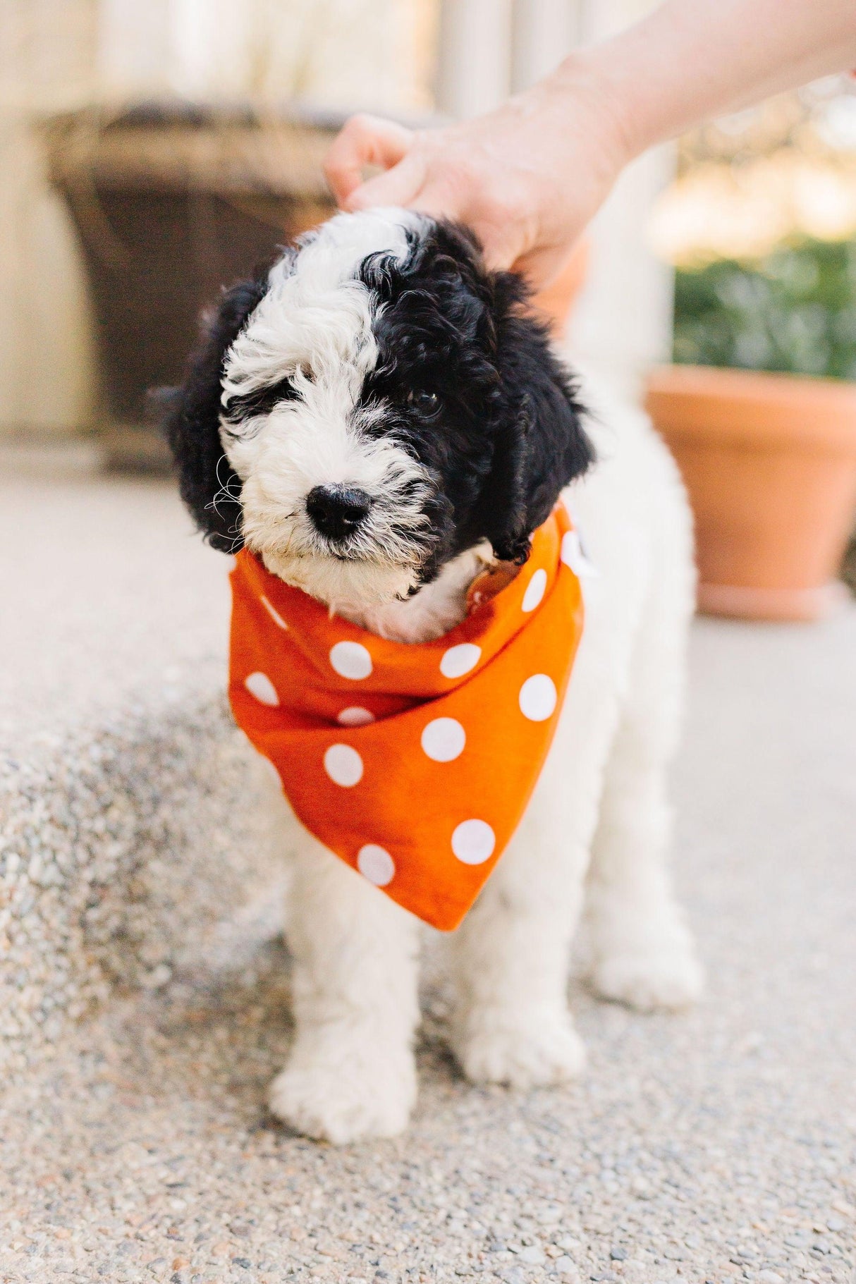 Orange Checkered Reversible Dog Bandana by Uptown Pups - Vysn