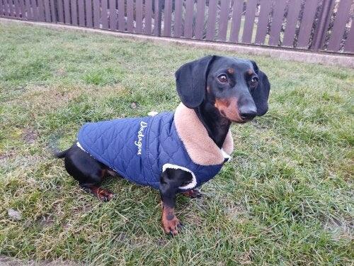 Waterproof Winter Jacket with Fur Collar for Small Dogs by Dach Everywhere - Vysn