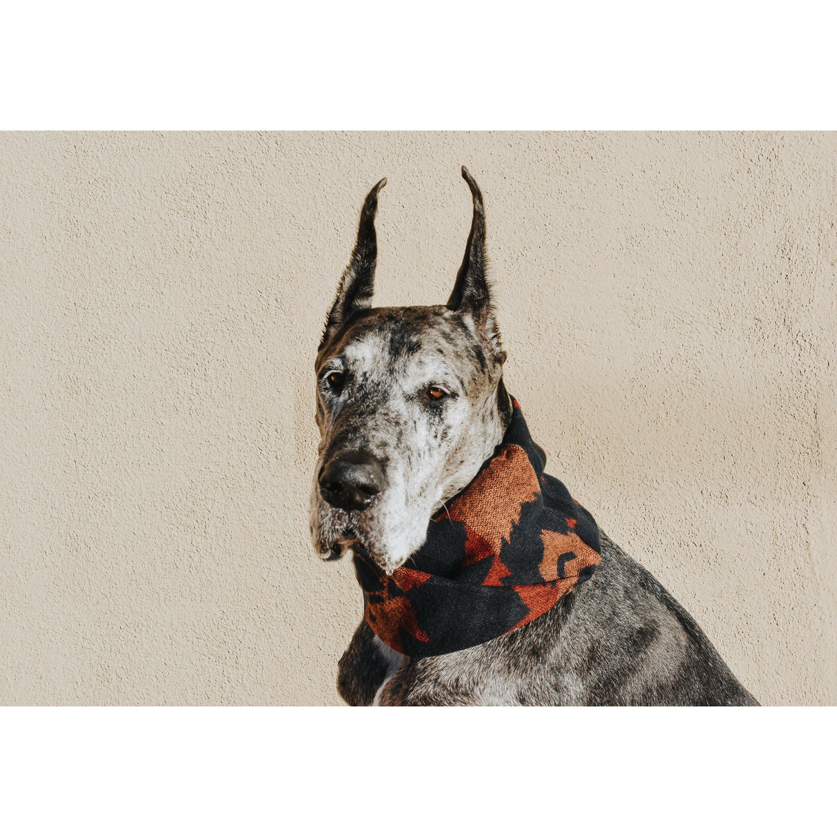 Zion Dog Scarf by Dope Dog Co - Vysn